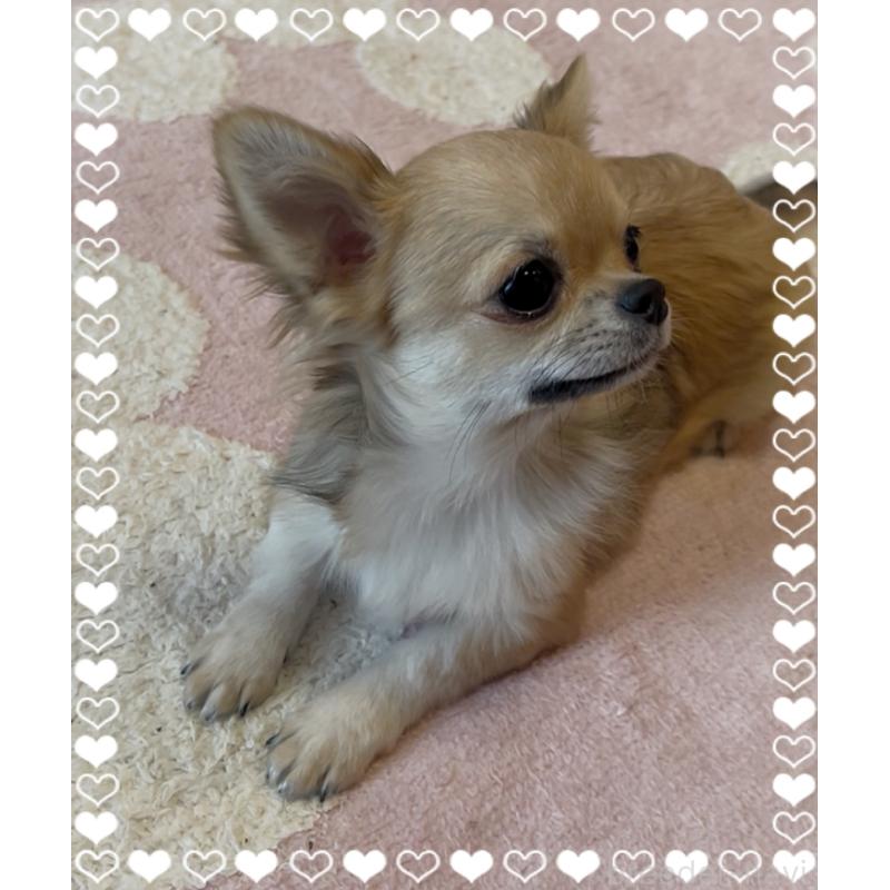 販売中の東京都のチワワ(ロングコート)-431310の3枚目