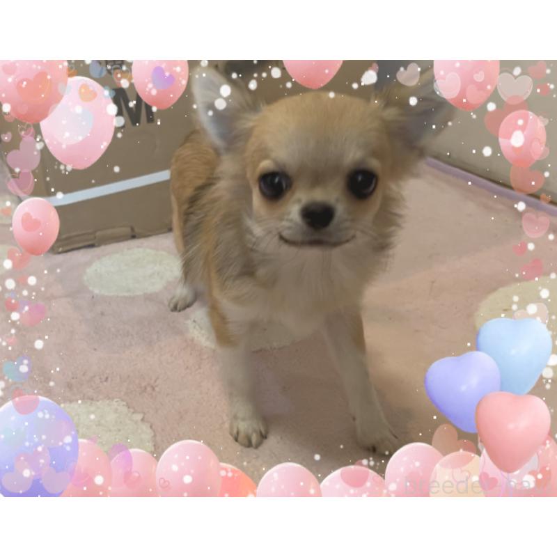 販売中の東京都のチワワ(ロングコート)-431310の2枚目