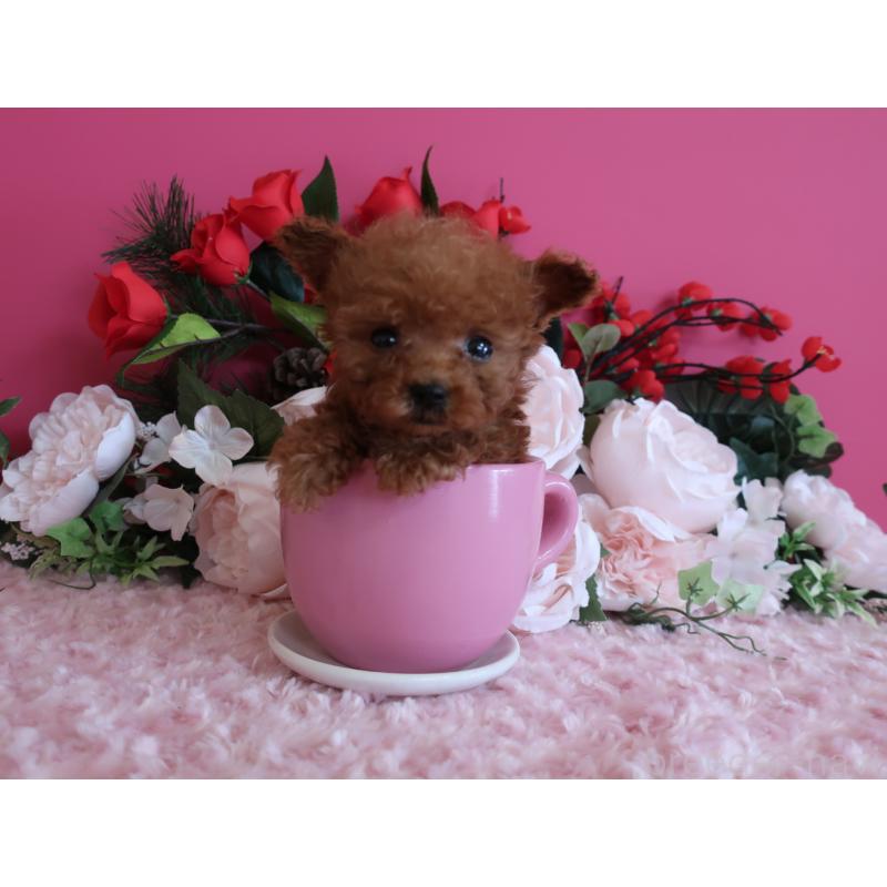 成約済の鹿児島県のティーカッププードル-437761の1枚目