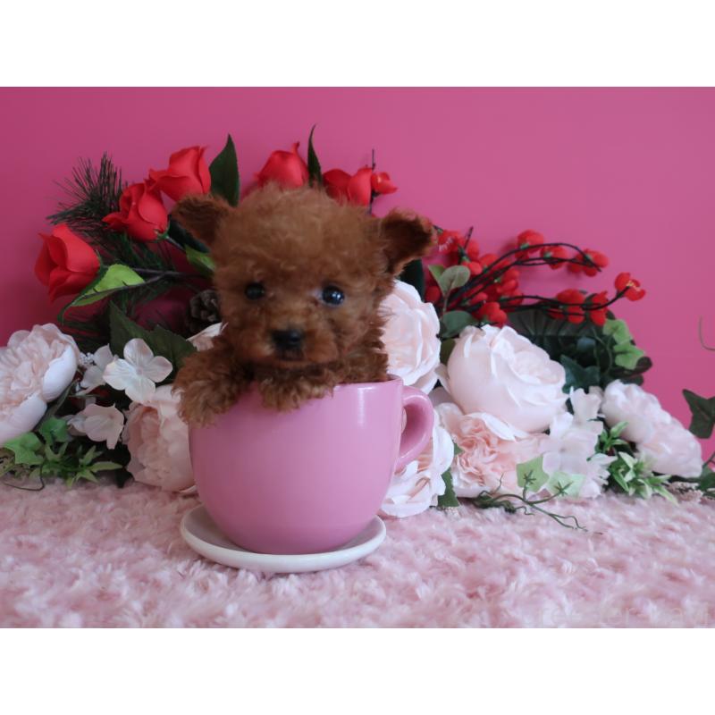 成約済の鹿児島県のティーカッププードル-437761の5枚目