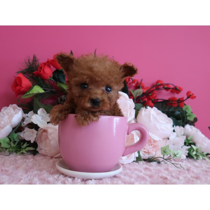 成約済の鹿児島県のティーカッププードル-437761の4枚目