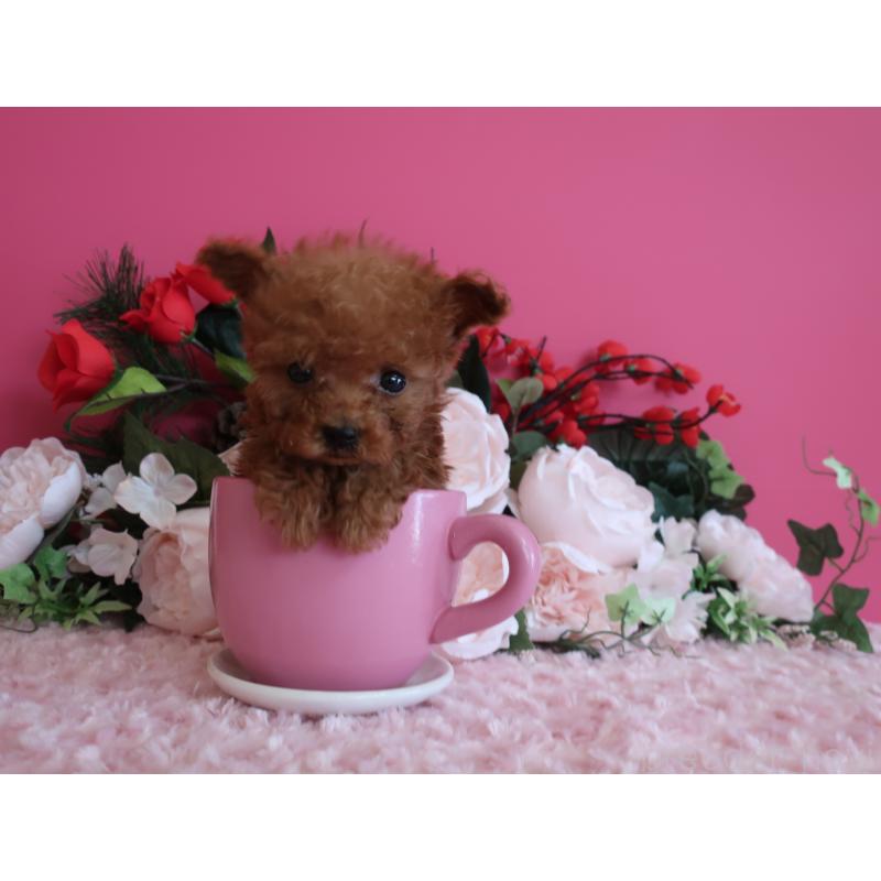 成約済の鹿児島県のティーカッププードル-437761の3枚目