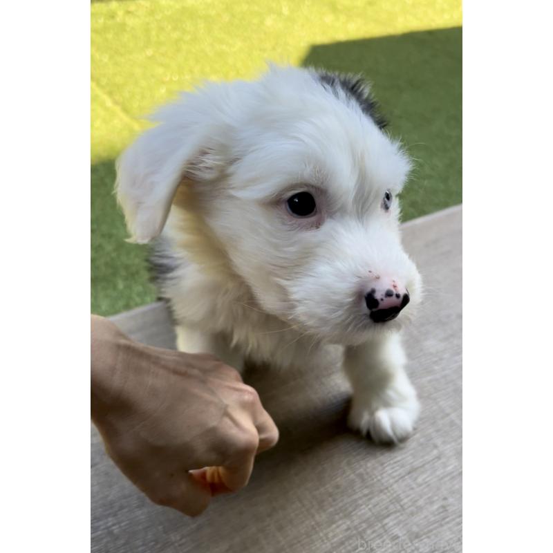 商談中の奈良県のオールドイングリッシュシープドッグ-439045の11枚目