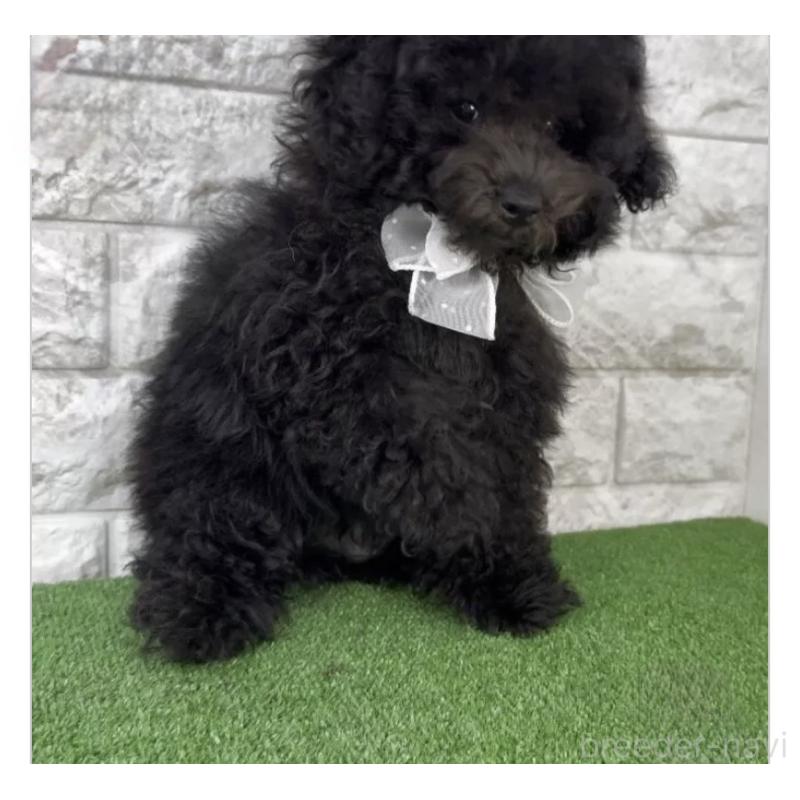 成約済の埼玉県のビションプー:ビションフリーゼ×トイプードル-427976の3枚目