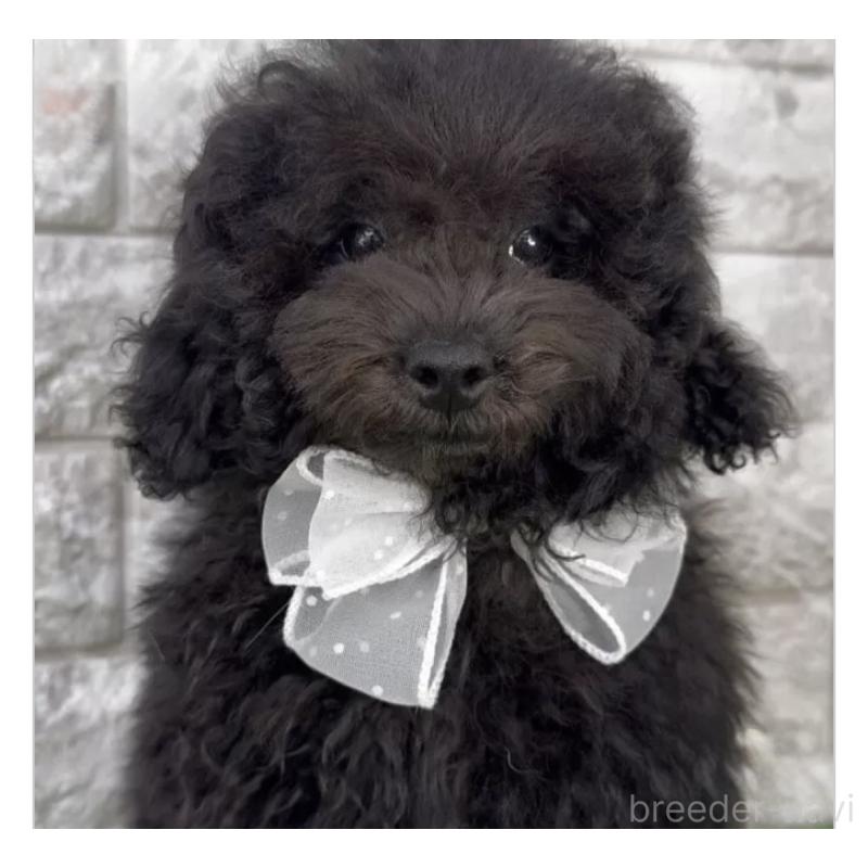 成約済の埼玉県のビションプー:ビションフリーゼ×トイプードル-427976の2枚目