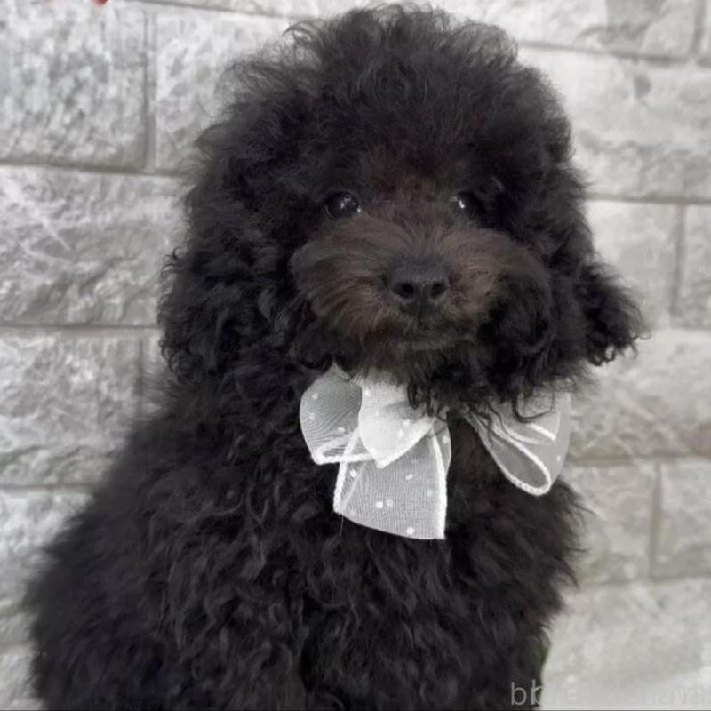 販売中の埼玉県のビションプー:ビションフリーゼ×トイプードル-427976