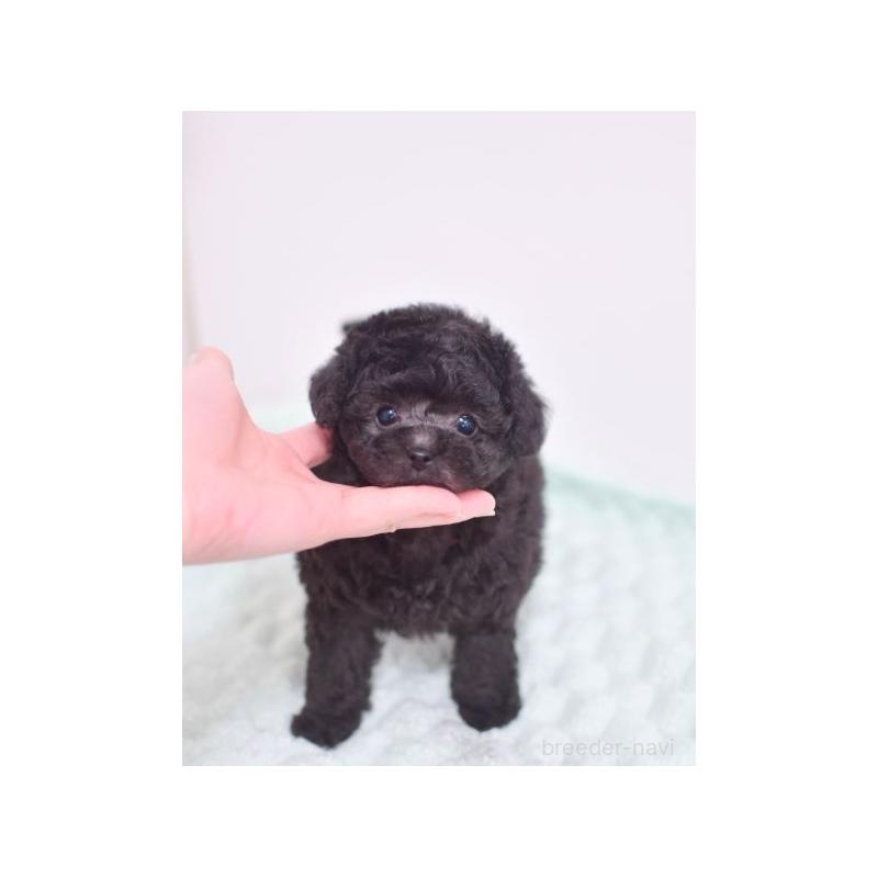 販売中の香川県のティーカッププードル-439577の1枚目