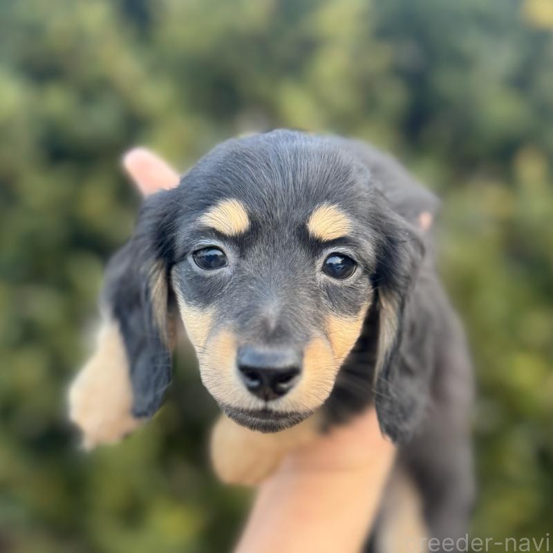 成約済の福岡県のミニチュアダックスフンド(ロングヘアード)-436984