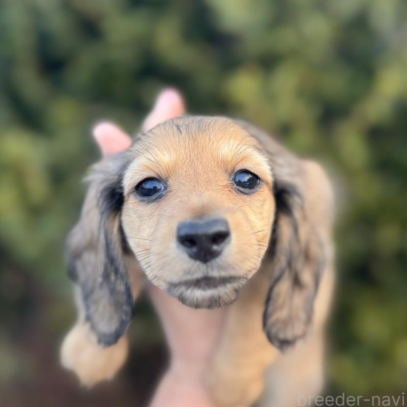 成約済ののミニチュアダックスフンド(ロングヘアード)-436985