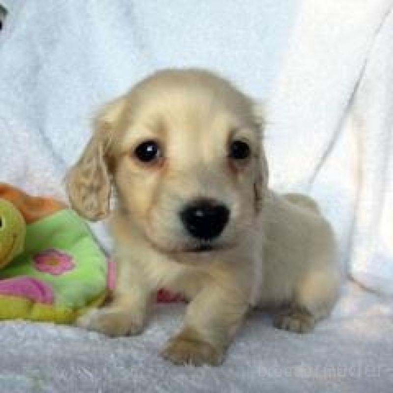 販売中の茨城県のミニチュアダックスフンド(ロングヘアード)-439580の1枚目