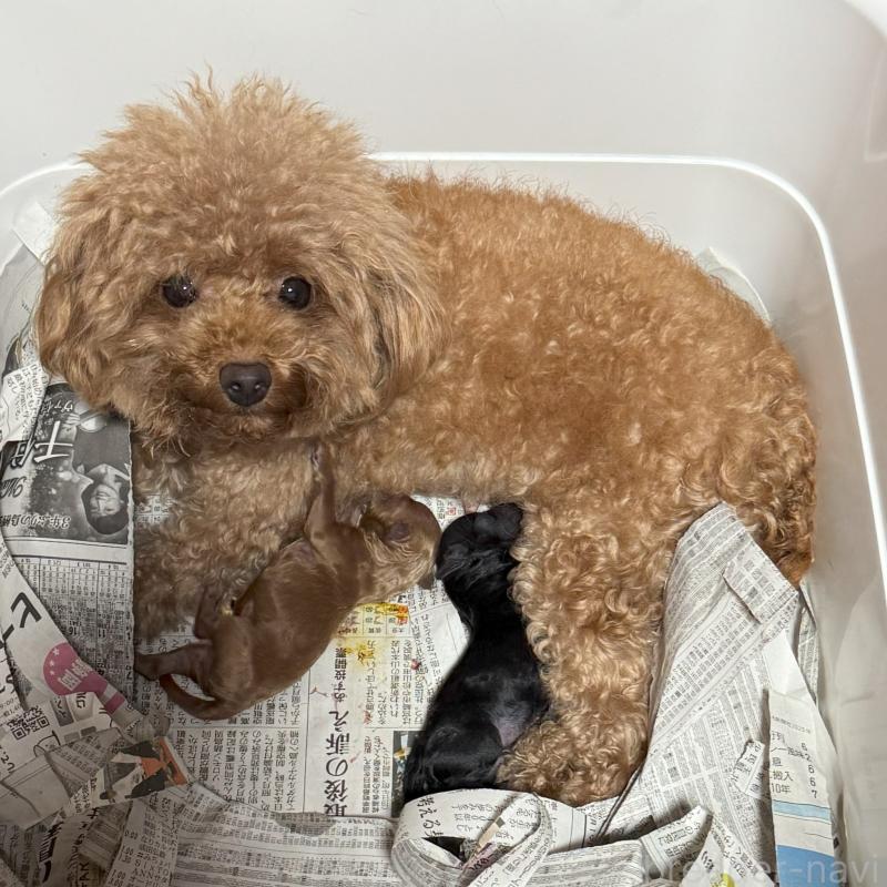 販売中の福岡県のトイプードル-439582の4枚目