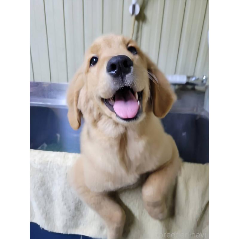 販売中の三重県のゴールデンレトリーバー-424680の4枚目