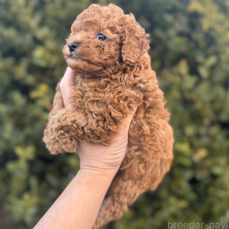 販売中の福岡県のトイプードル-439582の3枚目