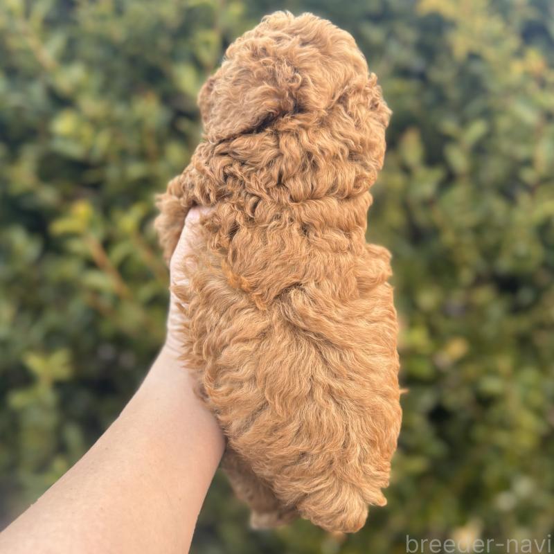 販売中の福岡県のトイプードル-439582の2枚目