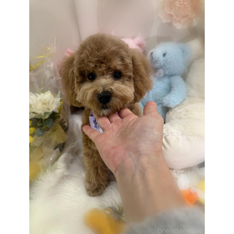 販売中の香川県のビションプー:ビションフリーゼ×トイプードル-417284の6枚目