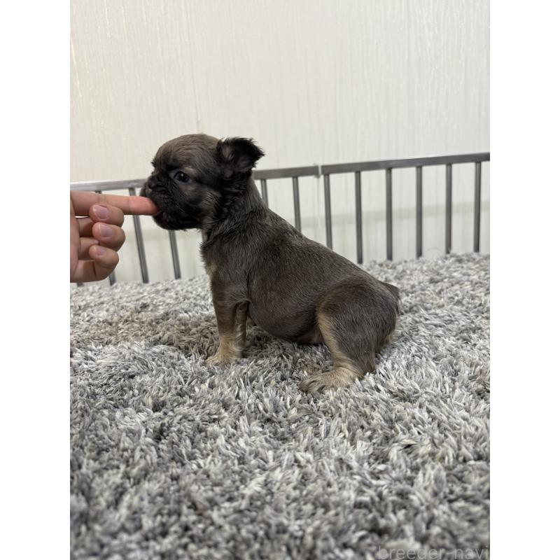 販売中の茨城県のフレンチブルドッグ-438091の5枚目