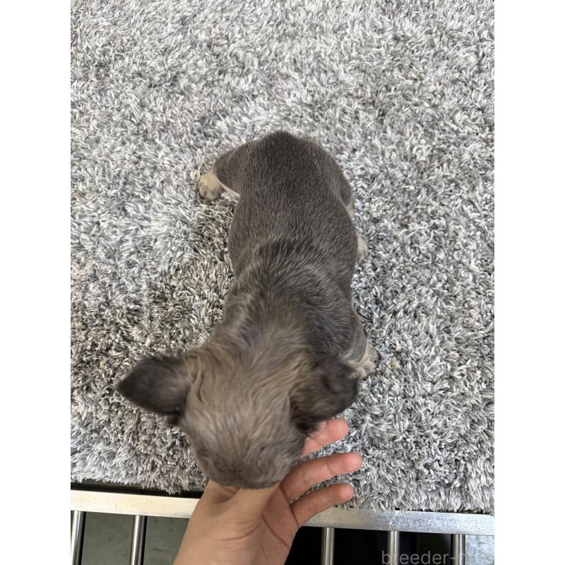 販売中の茨城県のフレンチブルドッグ-438091の4枚目