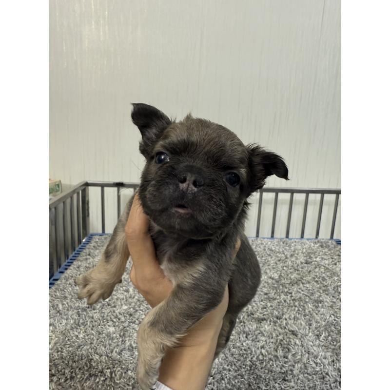 販売中の茨城県のフレンチブルドッグ-438091の2枚目