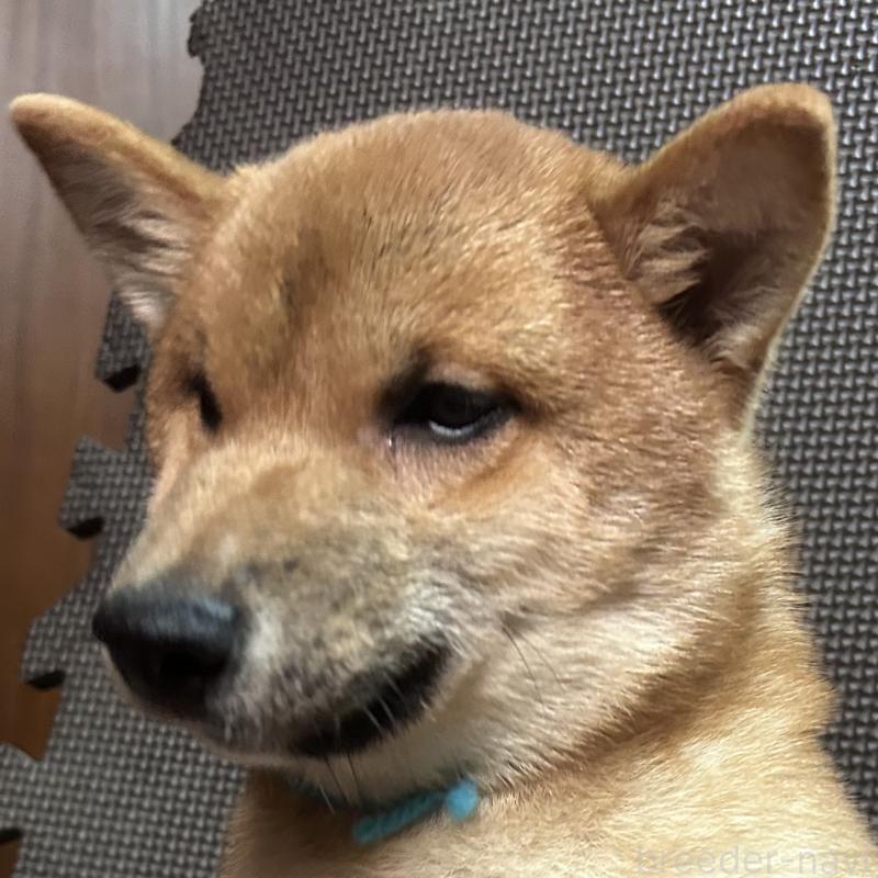 販売中の福岡県の豆柴-417543の14枚目