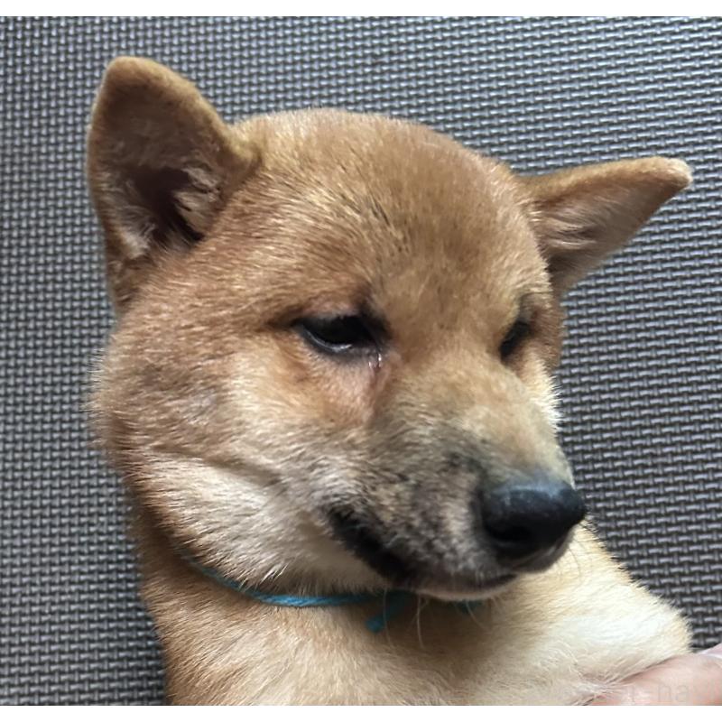 販売中の福岡県の豆柴-417543の13枚目