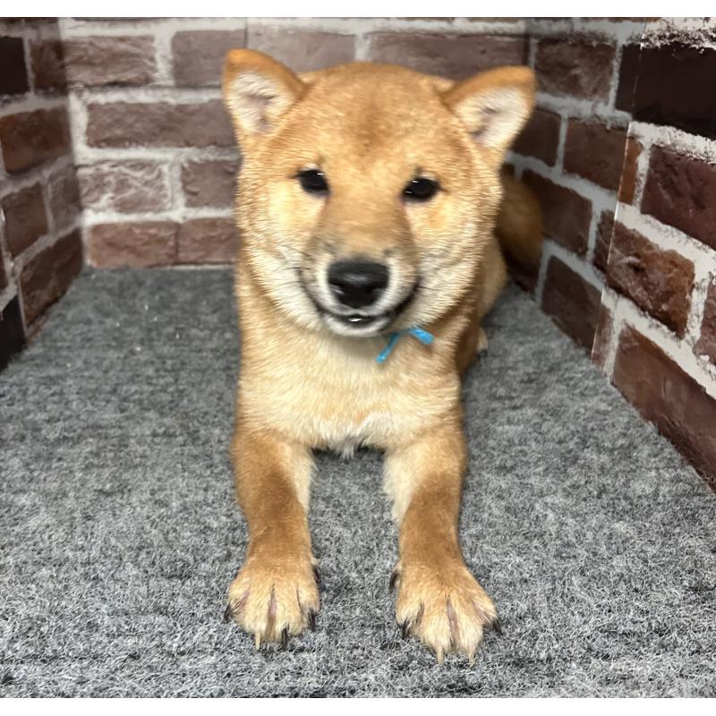 販売中の福岡県の豆柴-417543の12枚目