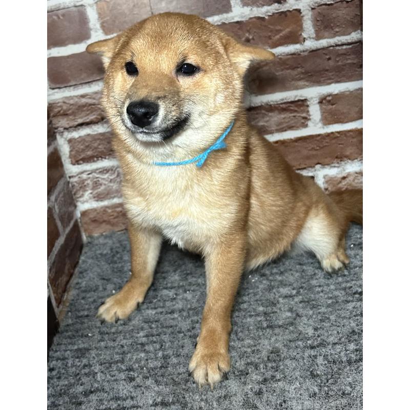 販売中の福岡県の豆柴-417543の11枚目