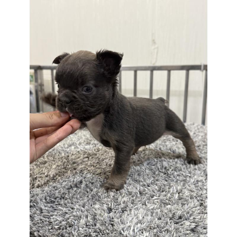 販売中の茨城県のフレンチブルドッグ-438088の5枚目