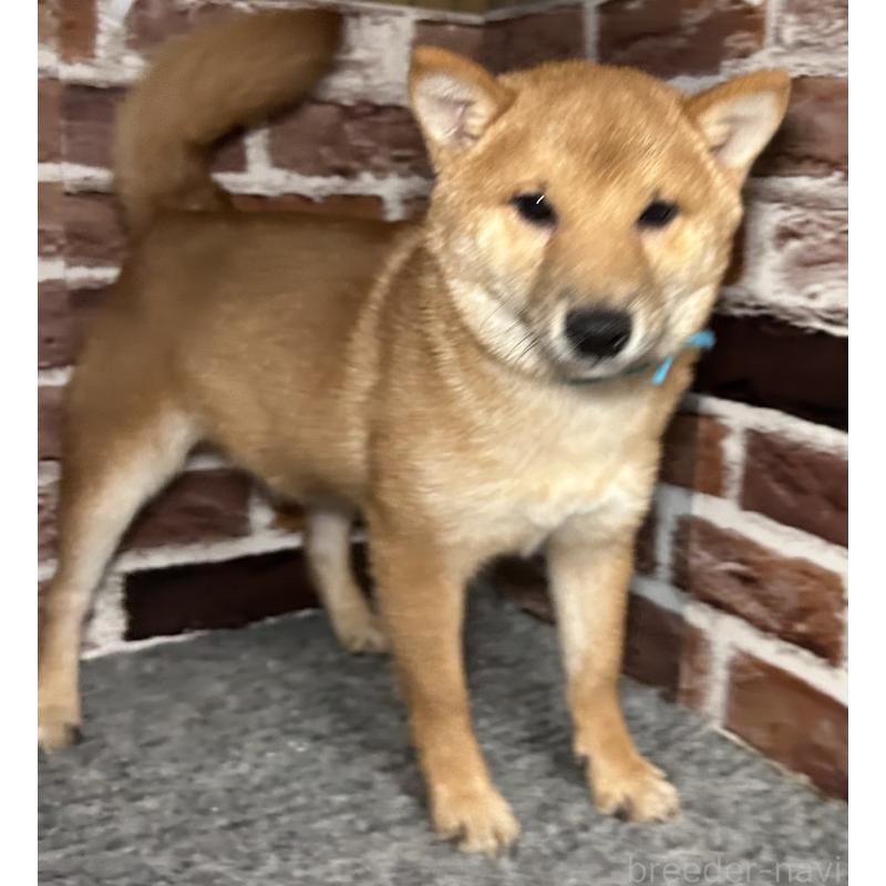 販売中の福岡県の豆柴-417543の10枚目