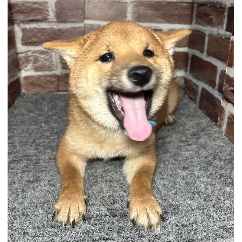 販売中の福岡県の豆柴-417543の9枚目