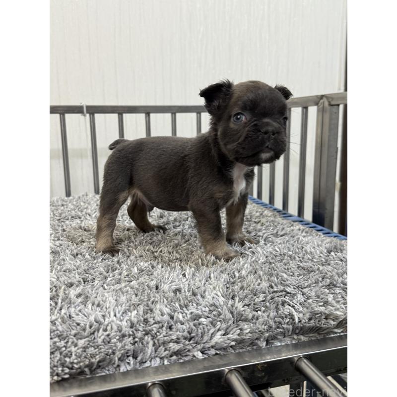 販売中の茨城県のフレンチブルドッグ-438088の4枚目