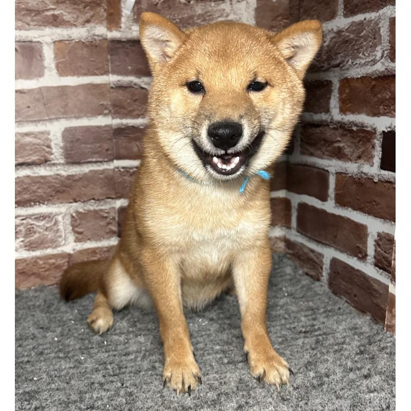 販売中の福岡県の豆柴-417543の8枚目