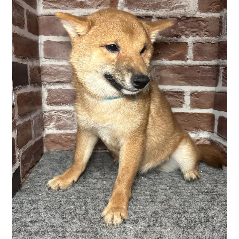 販売中の福岡県の豆柴-417543の7枚目