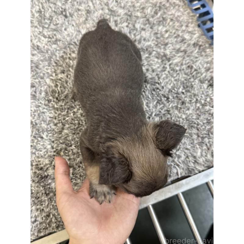 販売中の茨城県のフレンチブルドッグ-438088の3枚目