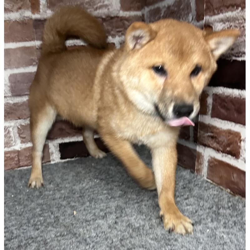 販売中の福岡県の豆柴-417543の6枚目