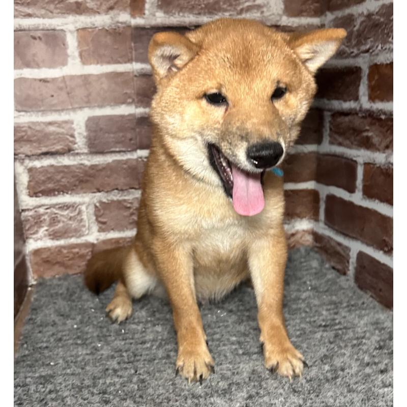 販売中の福岡県の豆柴-417543の5枚目