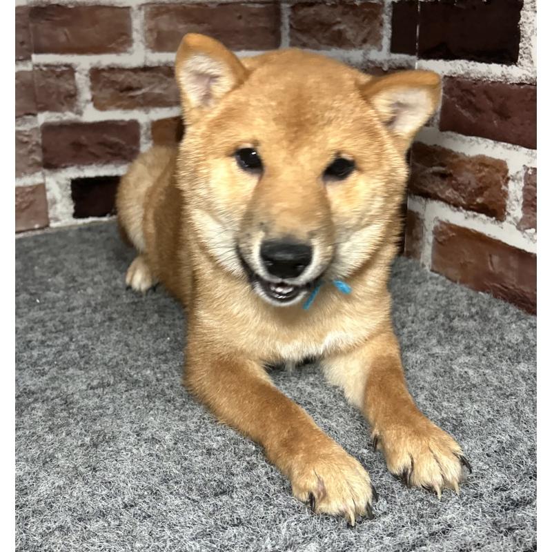 販売中の福岡県の豆柴-417543の4枚目