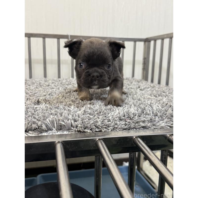 販売中の茨城県のフレンチブルドッグ-438088の2枚目