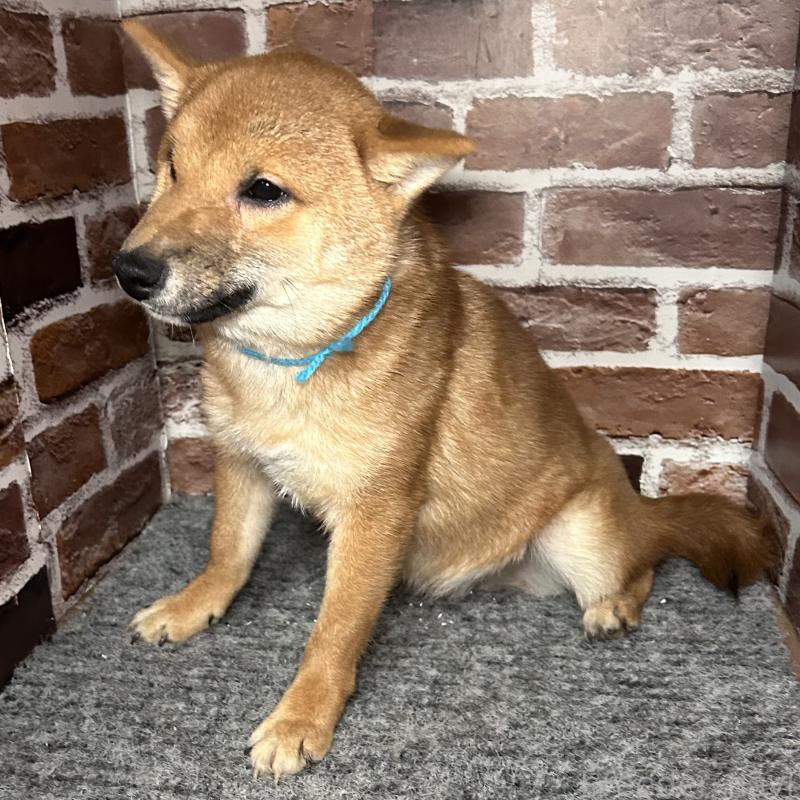 販売中の福岡県の豆柴-417543の3枚目