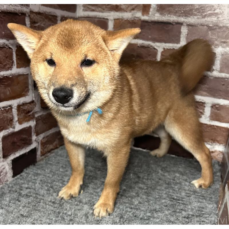 販売中の福岡県の豆柴-417543の2枚目