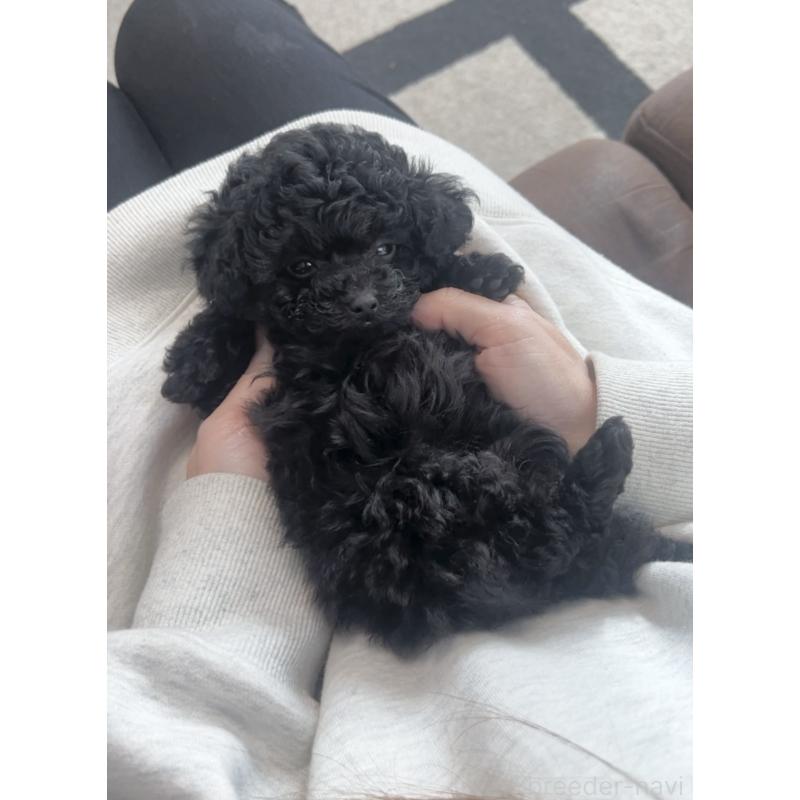 販売中の福岡県のティーカッププードル-439827の7枚目