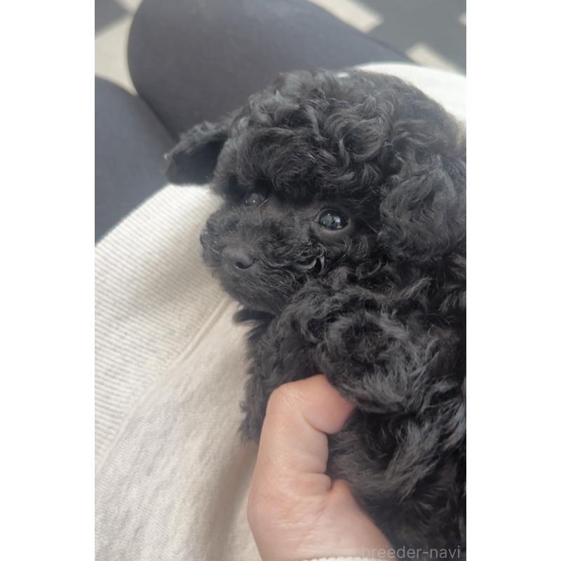 販売中の福岡県のティーカッププードル-439827の6枚目