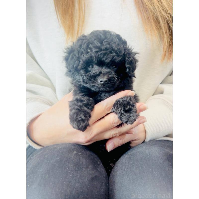 販売中の福岡県のティーカッププードル-439827の5枚目