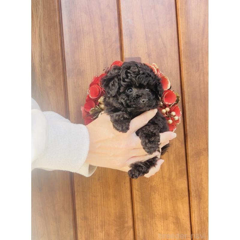 販売中の福岡県のティーカッププードル-439827の3枚目