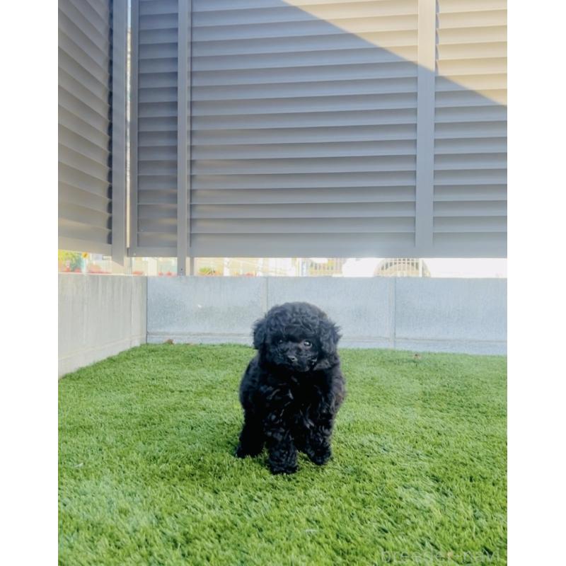 販売中の福岡県のティーカッププードル-439827の2枚目