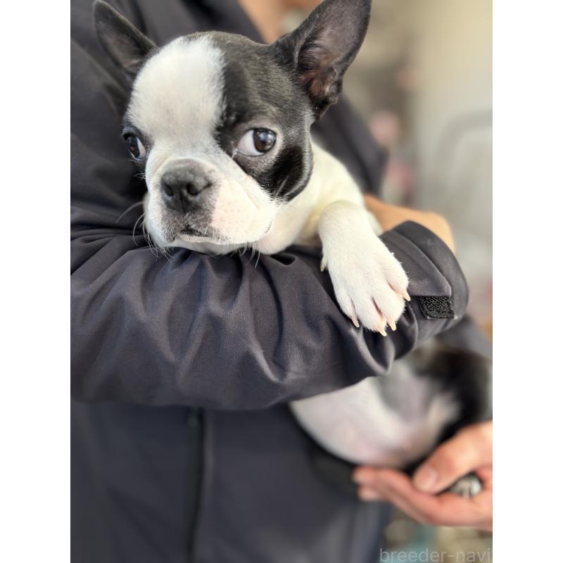 販売中の福岡県のボストンテリア-439828の3枚目