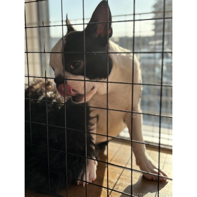 販売中の福岡県のボストンテリア-439828の2枚目