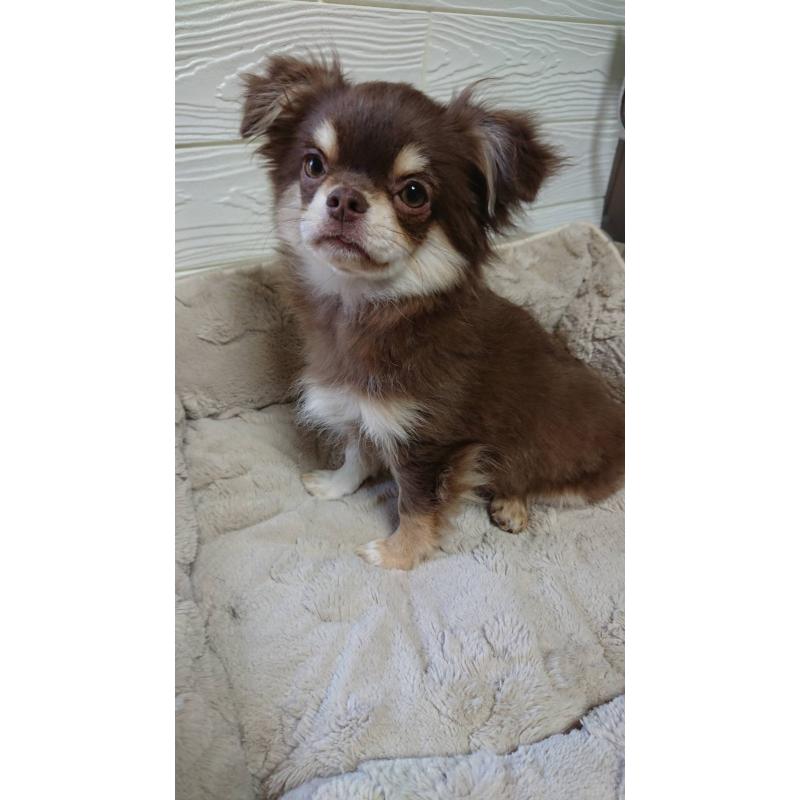 販売中の福岡県のチワワ(ロングコート)-439829の2枚目