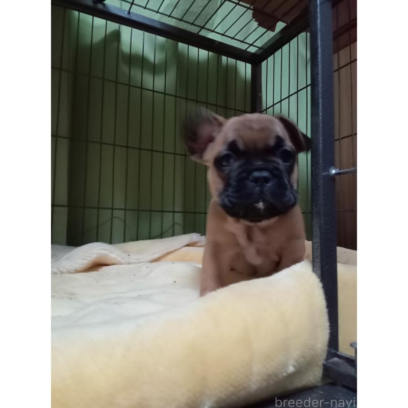 販売中の福岡県のフレンチブルドッグ-429906の7枚目