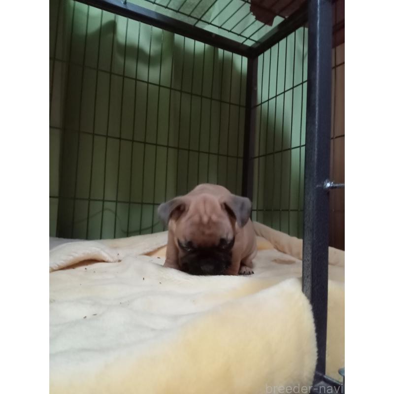 販売中の福岡県のフレンチブルドッグ-429906の6枚目