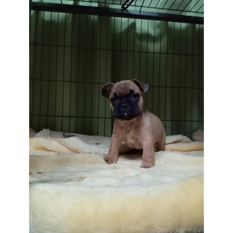 販売中の福岡県のフレンチブルドッグ-429906の5枚目